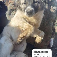 Fiona, chienne à adopter