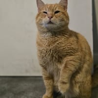 BABOU, chat à adopter