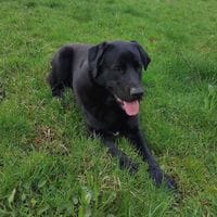 VASCO, chien à adopter