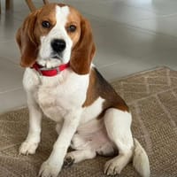 UBAC, chien à adopter