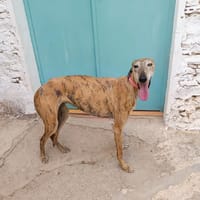 SIMU, chienne à adopter