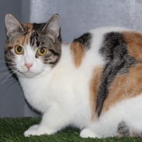 LOVE, chatte à adopter