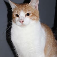 RONN, chat à adopter