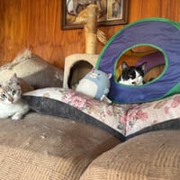 ADAM ET NEO, chat à adopter