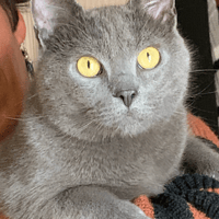 PILOU, chat à adopter