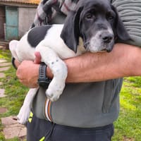 Sofia, cane femmina da adottare