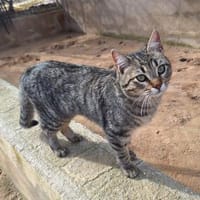 Offenes, liebes Katzenmädchen Mirchi, Katze zur Adoption