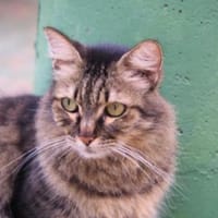 Hübsche, schüchterne Katze Kicha, Katze zur Adoption