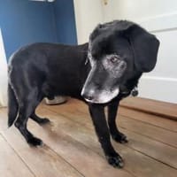 Letztes liebevolles Zuhause gesucht, Hund zur Adoption