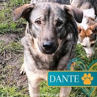 Schüchterner Dante sucht seinen Menschen, Hund zur Adoption