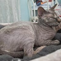 Verspieltes Katzenmädchen Atlanta, Katze zur Adoption