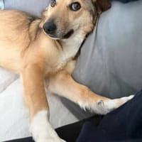 Afina, eine liebe treue Hündin, Hündin zur Adoption