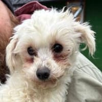 WHITE wurde einfach im Stich gelassen, Hündin zur Adoption