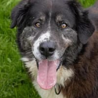 Lustiger Gefährte Raicu sucht Familie, Hund zur Adoption