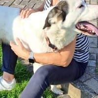 Naira sucht ein geduldiges Zuhause, Hündin zur Adoption