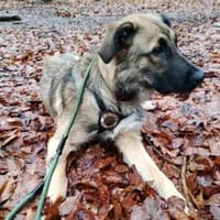 Scheues Hundekind Lucy sucht Heimat, Hündin zur Adoption