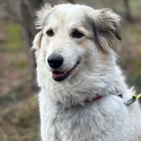 KIRA, Hündin zur Adoption