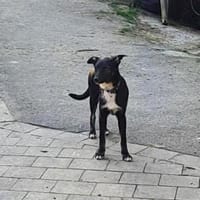 Sanfte Junghündin LUCY, Hündin zur Adoption