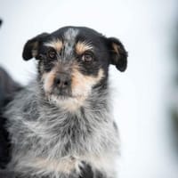 Wimba, Hündin zur Adoption