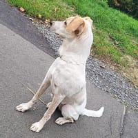 Bin ~1Jahr braucht neues Körbchen, Hündin zur Adoption