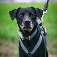 Remi - ist unkompliziert, Hündin zur Adoption