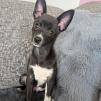 Frodo ein charmanter kleiner Kerl, Hund zur Adoption