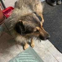 Candy, wie der Name sagt, zuckersüß, Hündin zur Adoption