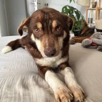 Emil - menschenbezogen, lieb - in DE, Hund zur Adoption