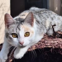 Süße Katzenschwestern Alaska und Nevada, Katze zur Adoption