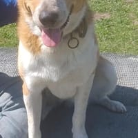 Buddy 💙 sucht Happy-Home, Hund zur Adoption