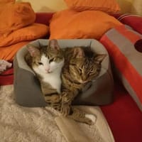 Filou & Valerian  verspieltes Dreamteam, Kater zur Adoption