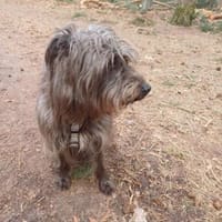 Lilly, Hündin zur Adoption