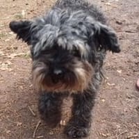 Cuki, Hündin zur Adoption