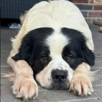 Filou-sucht ein liebevolles Zuhause, Hund zur Adoption