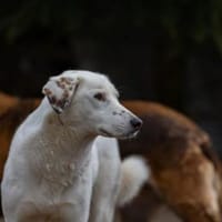 Love sucht ein einfühlsames Zuhause, Hündin zur Adoption