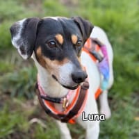 Tammy & Luna, Hündin zur Adoption