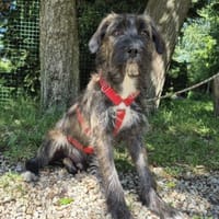Stromi, Hund zur Adoption