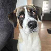 Soul - suchen ein ländl. Zuhause, Hund zur Adoption
