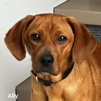 Kleine Ally - Mini Ridgeback, Hündin zur Adoption