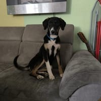 Glückshund LUKA 🍀❤ sucht 1 Zuhause, Hund zur Adoption