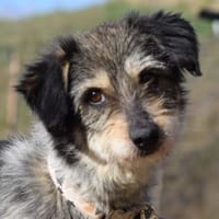 Violetta - freundlich & verschmust, Hündin zur Adoption