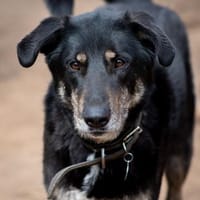 ROMKA - treueste Seele, Hund zur Adoption