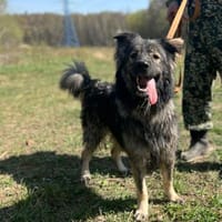 kinderliebe Schönheit namens Fenya, Hündin zur Adoption