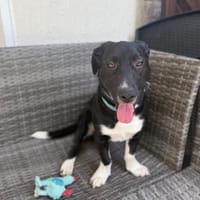 Powerpaket Sam, Hund zur Adoption