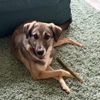 Aktive Dua auf PS in Augsburg, Hündin zur Adoption