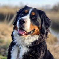 Elfie - verspielt,aufgeweckt&neugierig, Hündin zur Adoption