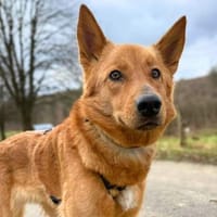 Raya - ist liebevoll&anhänglich, Hündin zur Adoption