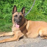 Taifun, Hund zur Adoption