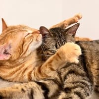 Viana & Fortim  unzertrennliches Katzen, Kater zur Adoption