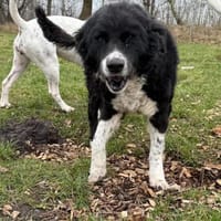 Die liebevolle Schredder, Hündin zur Adoption